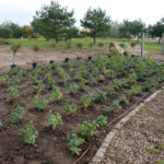 22.10.2015 Kielce. W Ogrodzie botanicznym trwa sadzenie różnych odmian róż. / Wojciech Habdas / Radio Kielce