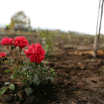 22.10.2015 Kielce. W Ogrodzie botanicznym trwa sadzenie różnych odmian róż. / Wojciech Habdas / Radio Kielce