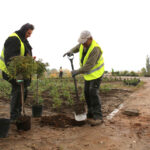 22.10.2015 Kielce. W Ogrodzie botanicznym trwa sadzenie różnych odmian róż. / Wojciech Habdas / Radio Kielce