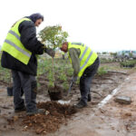 22.10.2015 Kielce. W Ogrodzie botanicznym trwa sadzenie różnych odmian róż. / Wojciech Habdas / Radio Kielce