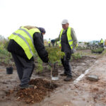 22.10.2015 Kielce. W Ogrodzie botanicznym trwa sadzenie różnych odmian róż. / Wojciech Habdas / Radio Kielce