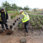22.10.2015 Kielce. W Ogrodzie botanicznym trwa sadzenie różnych odmian róż. / Wojciech Habdas / Radio Kielce