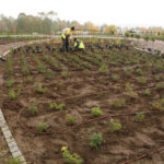 22.10.2015 Kielce. W Ogrodzie botanicznym trwa sadzenie różnych odmian róż. / Wojciech Habdas / Radio Kielce