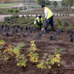 22.10.2015 Kielce. W Ogrodzie botanicznym trwa sadzenie różnych odmian róż. / Wojciech Habdas / Radio Kielce