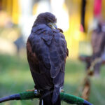 4.10.2015 Kielce. Msza święta w kieleckiej katedrze rozpoczęła tegoroczne święto myśliwych „Hubertusa”. Później imprezy odbywały się na Stadionie Leśnym. / Wojciech Habdas / Radio Kielce