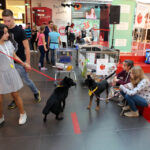 4.10.2015 Kielce.  „Adoptuj, nie kupuj, pokochaj zwierzaka” w Galerii Echo / Wojciech Habdas / Radio Kielce