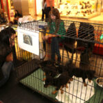 4.10.2015 Kielce.  „Adoptuj, nie kupuj, pokochaj zwierzaka” w Galerii Echo / Wojciech Habdas / Radio Kielce