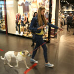 4.10.2015 Kielce.  „Adoptuj, nie kupuj, pokochaj zwierzaka” w Galerii Echo / Wojciech Habdas / Radio Kielce