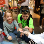 4.10.2015 Kielce.  „Adoptuj, nie kupuj, pokochaj zwierzaka” w Galerii Echo. Jeż Pigmejski / Wojciech Habdas / Radio Kielce