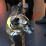 4.10.2015 Kielce.  „Adoptuj, nie kupuj, pokochaj zwierzaka” w Galerii Echo / Wojciech Habdas / Radio Kielce