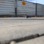 26.10.2015. Usterki przy nowym przystanku przy ulicy Źródłowej / Wojciech Habdas / Radio Kielce