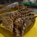 Świętokrzyska geologiczna ścieżka czasu (30 listopada 2015 r.) / Piotr Michalski / Radio Kielce