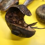 Świętokrzyska geologiczna ścieżka czasu (30 listopada 2015 r.) / Piotr Michalski / Radio Kielce