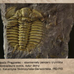 Świętokrzyska geologiczna ścieżka czasu (30 listopada 2015 r.) / Piotr Michalski / Radio Kielce