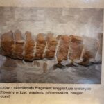 Świętokrzyska geologiczna ścieżka czasu (30 listopada 2015 r.) / Piotr Michalski / Radio Kielce