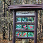 23.11.2015 Kielce. Ścieżka przyrodnicza na Stadionie / Wojciech Habdas / Radio Kielce