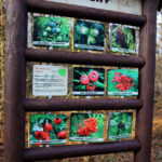 23.11.2015 Kielce. Ścieżka przyrodnicza na Stadionie / Wojciech Habdas / Radio Kielce