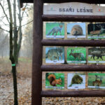 23.11.2015 Kielce. Ścieżka przyrodnicza na Stadionie / Wojciech Habdas / Radio Kielce