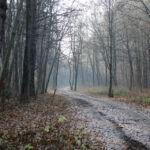 23.11.2015 Kielce. Ścieżka przyrodnicza na Stadionie / Wojciech Habdas / Radio Kielce