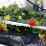 27.11.2015 Kielce. Targi Kielce. Targi Hort-Technika / Wojciech Habdas / Radio Kielce