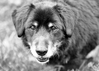 Pies do adopcji - Zgredek / Radio Kielce