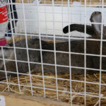 Wystawa gołębi, królików i drobiu ozdobnego w Targach Kielce (6 grudnia 2015 r.) / Piotr Michalski / Radio Kielce