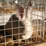 Wystawa gołębi, królików i drobiu ozdobnego w Targach Kielce (6 grudnia 2015 r.) / Piotr Michalski / Radio Kielce