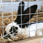 Wystawa gołębi, królików i drobiu ozdobnego w Targach Kielce (6 grudnia 2015 r.) / Piotr Michalski / Radio Kielce