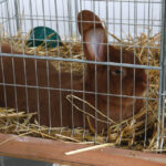 Wystawa gołębi, królików i drobiu ozdobnego w Targach Kielce (6 grudnia 2015 r.) / Piotr Michalski / Radio Kielce