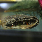 Dzień Dobry Dzieci (20 grudnia 2015 r.). / Piotr Michalski / Radio Kielce