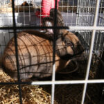 Wystawa gołębi, królików i drobiu ozdobnego w Targach Kielce (6 grudnia 2015 r.) / Piotr Michalski / Radio Kielce