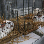 Wystawa gołębi, królików i drobiu ozdobnego w Targach Kielce (6 grudnia 2015 r.) / Piotr Michalski / Radio Kielce