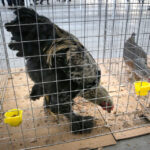 Wystawa gołębi, królików i drobiu ozdobnego w Targach Kielce (6 grudnia 2015 r.) / Piotr Michalski / Radio Kielce