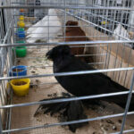 Wystawa gołębi, królików i drobiu ozdobnego w Targach Kielce (6 grudnia 2015 r.) / Piotr Michalski / Radio Kielce