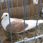 Wystawa gołębi, królików i drobiu ozdobnego w Targach Kielce (6 grudnia 2015 r.) / Piotr Michalski / Radio Kielce