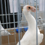 Wystawa gołębi, królików i drobiu ozdobnego w Targach Kielce (6 grudnia 2015 r.) / Piotr Michalski / Radio Kielce