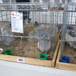 Wystawa gołębi, królików i drobiu ozdobnego w Targach Kielce (6 grudnia 2015 r.) / Piotr Michalski / Radio Kielce