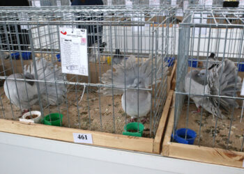 Wystawa gołębi, królików i drobiu ozdobnego w Targach Kielce (6 grudnia 2015 r.) / Piotr Michalski / Radio Kielce