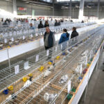 Wystawa gołębi, królików i drobiu ozdobnego w Targach Kielce (6 grudnia 2015 r.) / Piotr Michalski / Radio Kielce