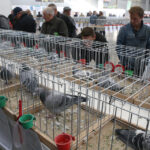 Wystawa gołębi, królików i drobiu ozdobnego w Targach Kielce (6 grudnia 2015 r.) / Piotr Michalski / Radio Kielce
