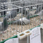 Wystawa gołębi, królików i drobiu ozdobnego w Targach Kielce (6 grudnia 2015 r.) / Piotr Michalski / Radio Kielce