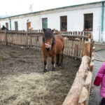 25.12.2015 Chęciny. Żywa szopka u Franciszkanów / Stanisław Blinstrub / Radio Kielce