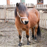 25.12.2015 Chęciny. Żywa szopka u Franciszkanów / Stanisław Blinstrub / Radio Kielce