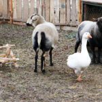 25.12.2015 Chęciny. Żywa szopka u Franciszkanów / Stanisław Blinstrub / Radio Kielce