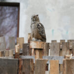 25.12.2015 Chęciny. Żywa szopka u Franciszkanów / Stanisław Blinstrub / Radio Kielce