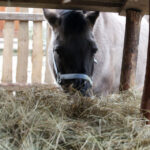 25.12.2015 Chęciny. Żywa szopka u Franciszkanów / Stanisław Blinstrub / Radio Kielce