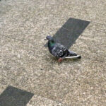 03.12.2015 Kielce. Dworzec PKS. Konferencja prasowa. Gołębie na dworcu mają się dobrze. / Stanisław Blinstrub / Radio Kielce