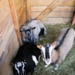 25.12.2015 Kielce. Żywa szopka u Franciszkanów / Stanisław Blinstrub / Radio Kielce