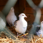 25.12.2015 Kielce. Żywa szopka u Franciszkanów / Stanisław Blinstrub / Radio Kielce