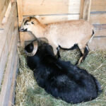 25.12.2015 Kielce. Żywa szopka u Franciszkanów / Stanisław Blinstrub / Radio Kielce